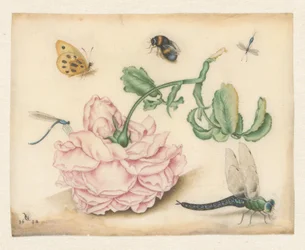 Una rosa y cinco insectos